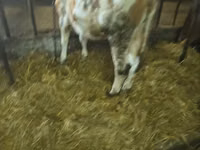 गाय, Simmental cattle — फ़ोटो 1