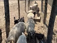 Ido, Merino sheep — sawirka 1