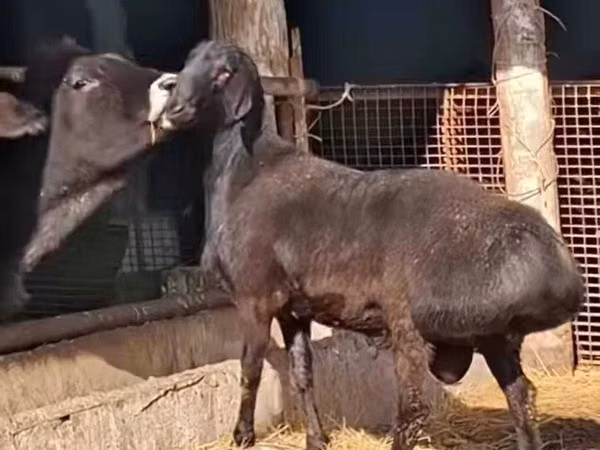 公羊, Sheep