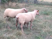 公羊, Rouge de l’Ouest sheep — 照片 1