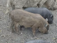 Boar — photo 7