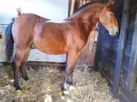 公马, Nonius horse — 照片 6