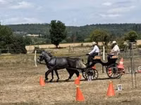 خيول (دفعة، الجنس غير محدد), Lipizzaner — الصورة 3