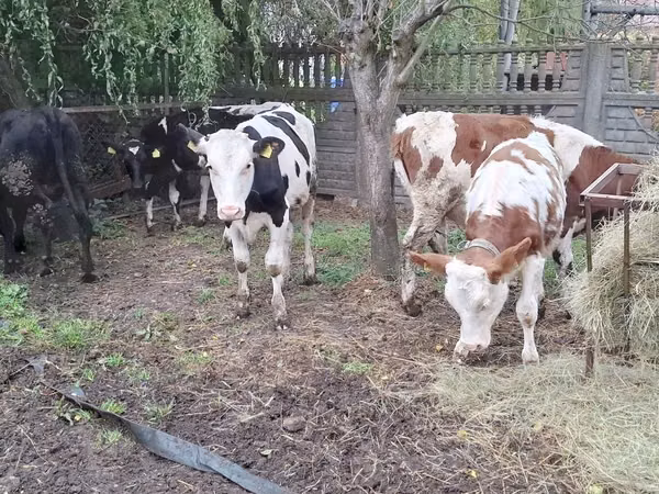 Ng'ombe jike, Russian Black pied cattle