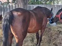 Mare, Horses — photo 3