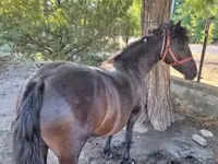 Mare, Horses — photo 5