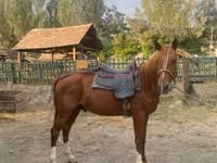 公马, Karabakh horse — 照片 1