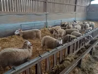 母羊, Rouge de l’Ouest sheep — 照片 2