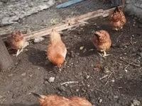 Chickens — फ़ोटो 3