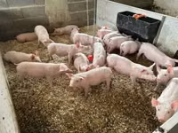Pigs (batch, sex not specified) — photo 5