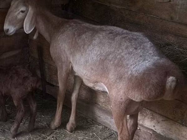 Oveja, Afghan Arabi sheep
