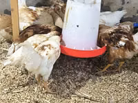 罗曼褐 — 照片 5