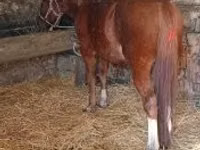 公马, Horses — 照片 6