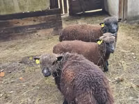 母羊, Southdown sheep — 照片 4