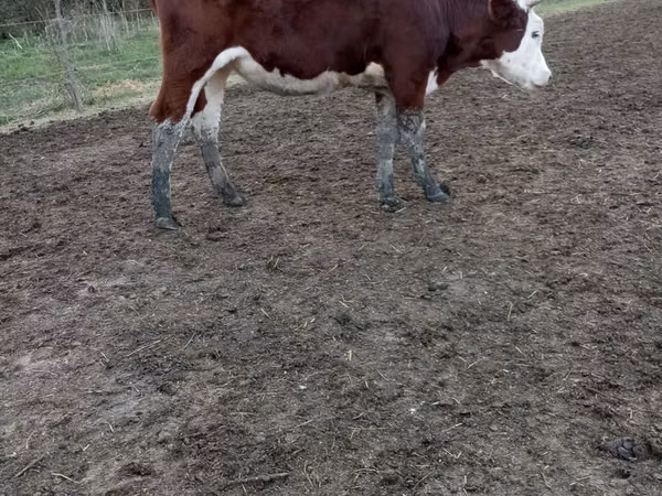 母牛, Simmental cattle