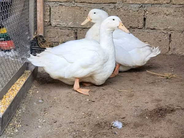 Ducks
