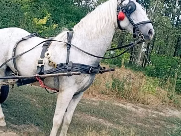 Farasi dume, Farasi