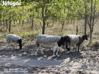 Овца, Дорпер овца — фото 1