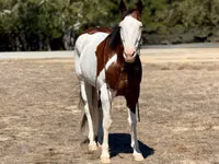 Hengst, American paint horse — Foto 4