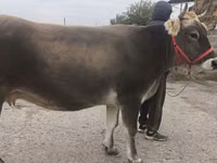 Cow, Swiss cattle — photo 4