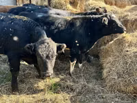 Bull, Swiss cattle — photo 2