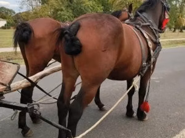 Faras, Horses