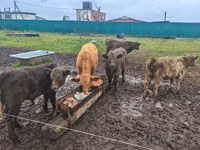 Dibi, Galloway cow — sawirka 3