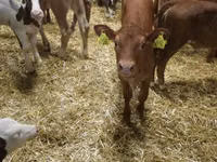 Ng'ombe (kikundi, jinsia haijatajwa), Simmental cattle — picha 3