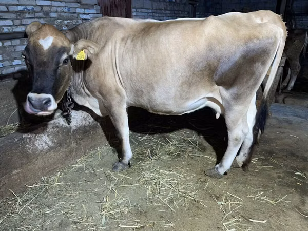 Lo’, Simmental cattle
