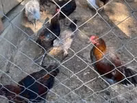 Marans — picha 3