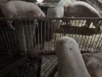 公猪, Pigs — 照片 2