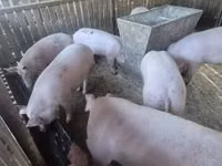 Sow, Pigs — photo 1