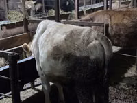 Vaca, Simmental cattle — foto 3