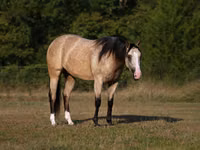 Stute, Quarter Horse — Foto 2