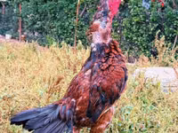 Chickens — 照片 3