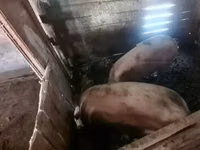 Doofaar lab, Pigs — sawirka 1