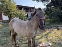 Farasi dume, Tiger horse — picha 4