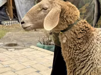 Sheep, Arashan sheep — photo 2