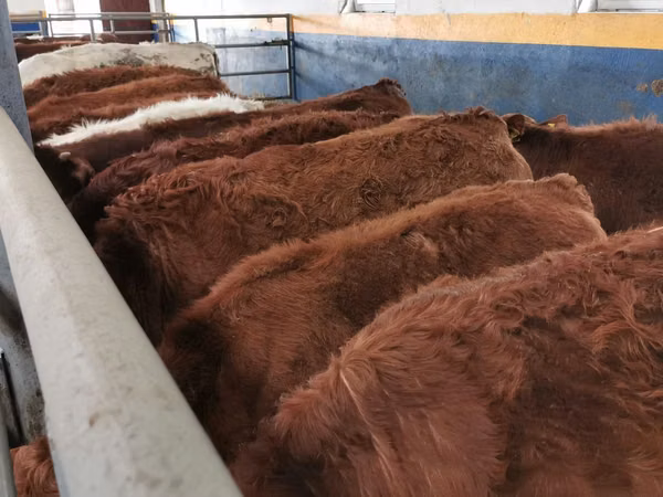 Cattle (batch, sex not specified), Limousin cow