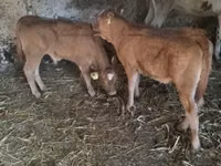 Ng'ombe dume, Ng'ombe wa Limousin — picha 2