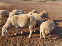 भेड़, Merino sheep — फ़ोटो 3
