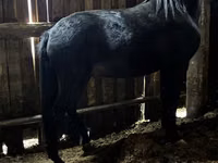 Caballo, Caballos — foto 2