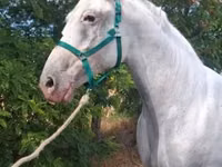 Mare, Lipizzaner — photo 7