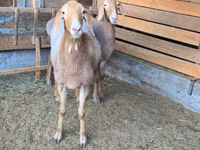Oveja, Arashan sheep — foto 3