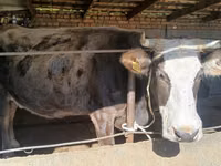 Cow, Alatau breed — photo 5