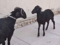 母羊, Arabi sheep — 照片 1