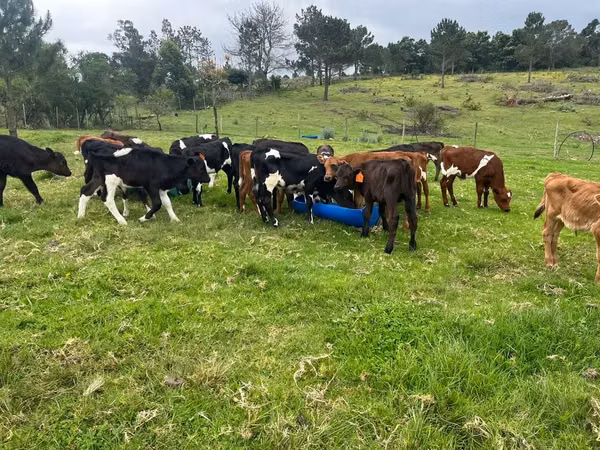 Bovinos (lote, sexo no especificado), Ganado vacuno