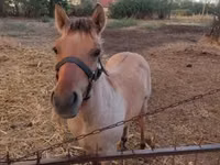 Caballo, Welsh Cob — foto 6