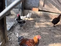 Marans — picha 7