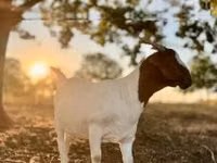 Goat, Boer goat — photo 1